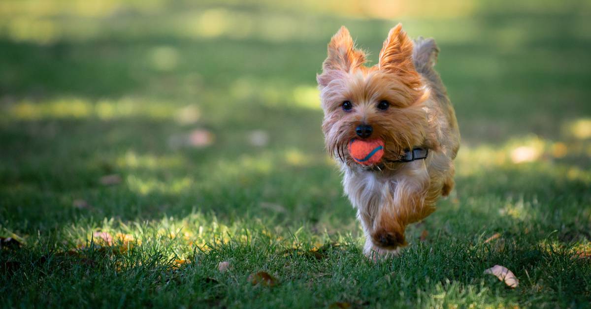 Yorkshire Terrier — ενεργητικός και χαρούμενος σε βόλτα