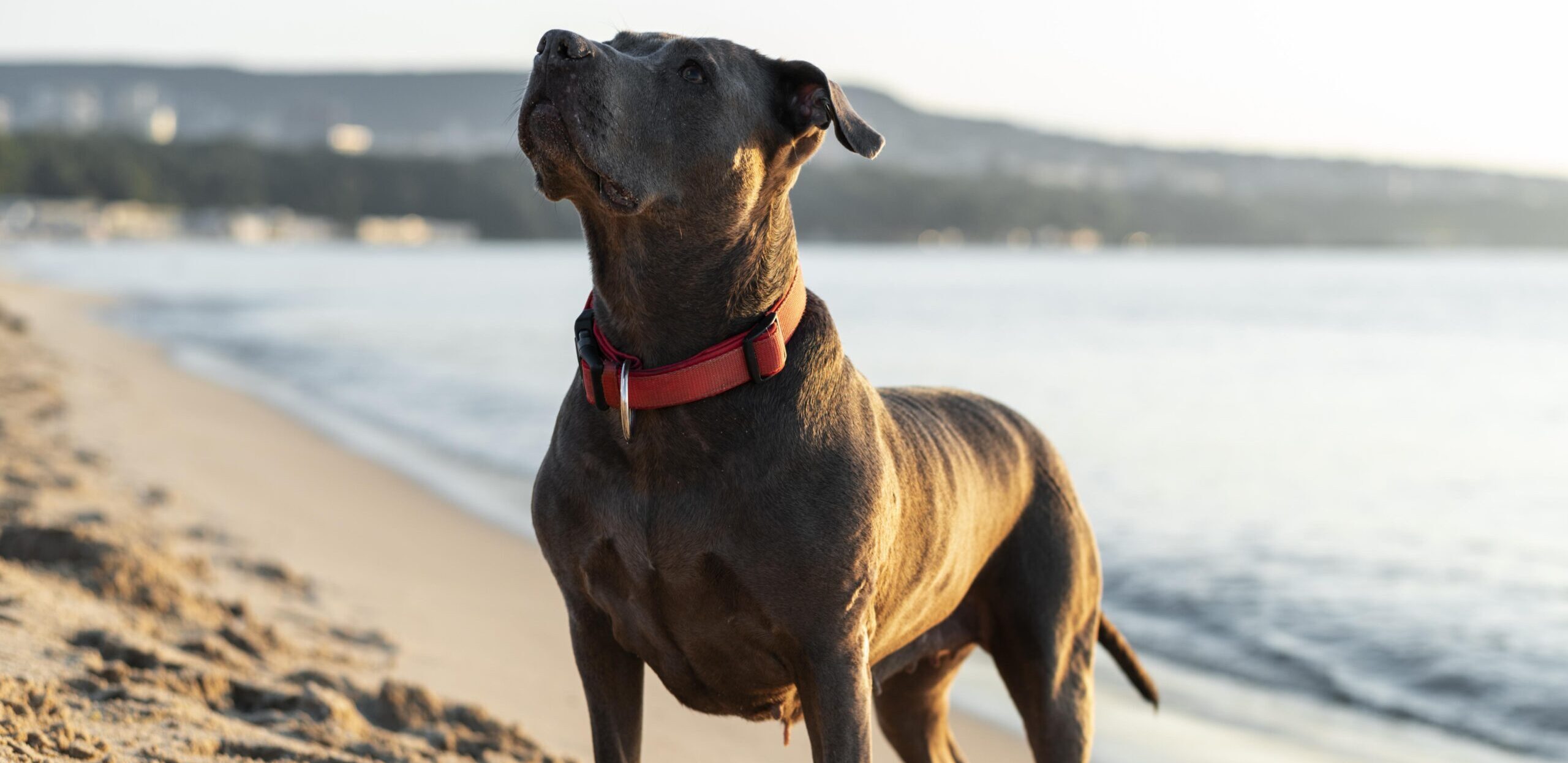 Σκύλος σε έντονη σωματική δραστηριότητα — Pit Bull τύπος