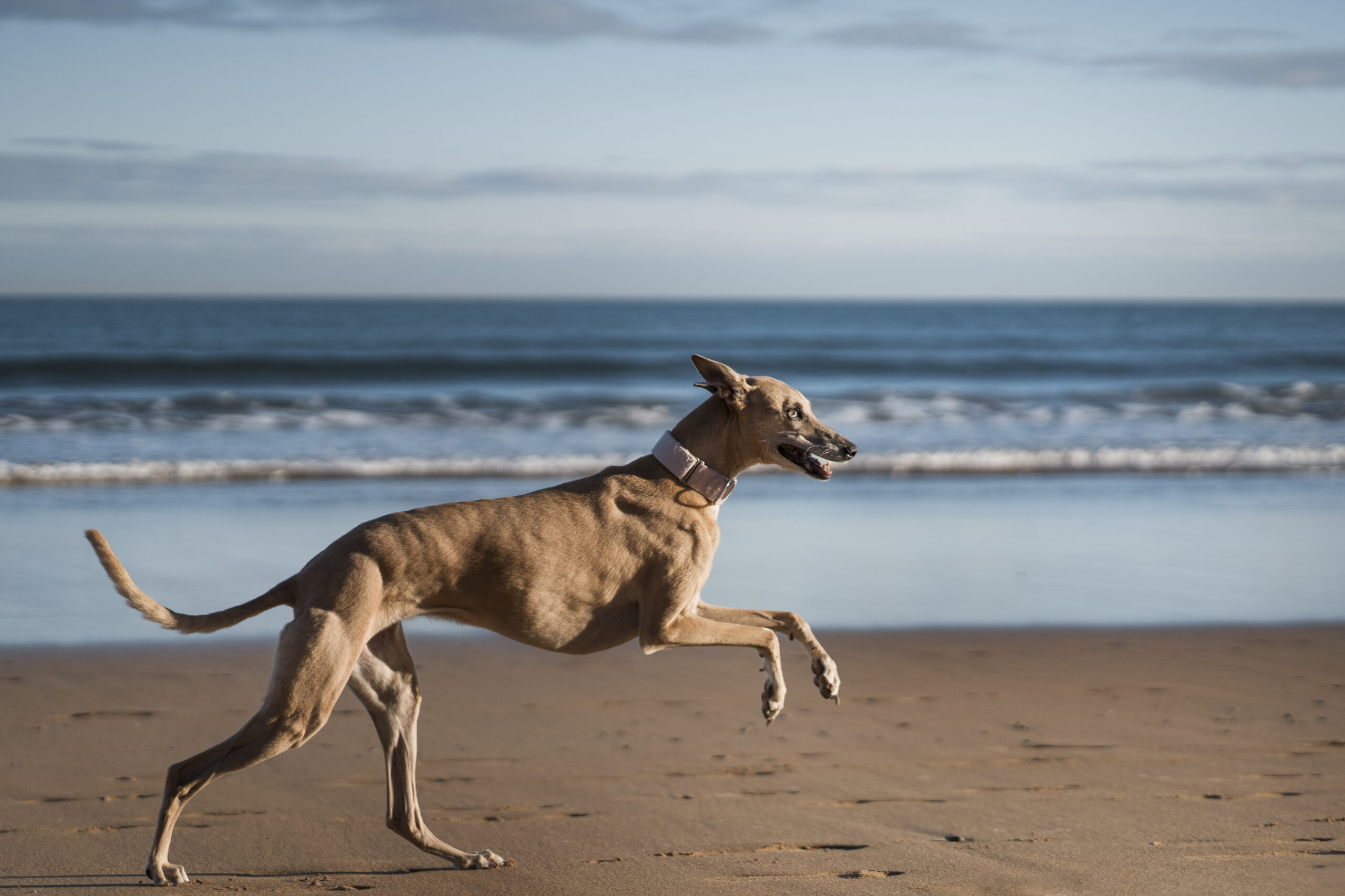 Greyhound — αγωνιστικό λαγωνικό σε δρόμο