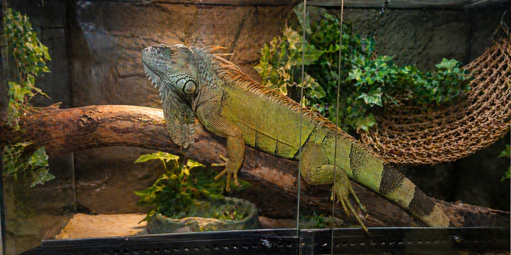 Ιγκουάνα σε terrarium