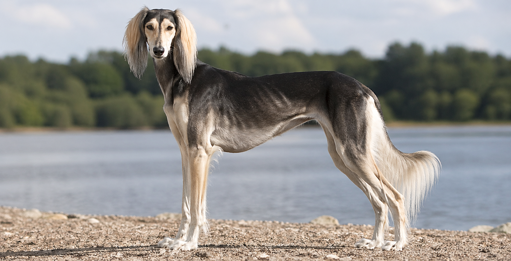 Saluki — κομψό αραβικό λαγωνικό