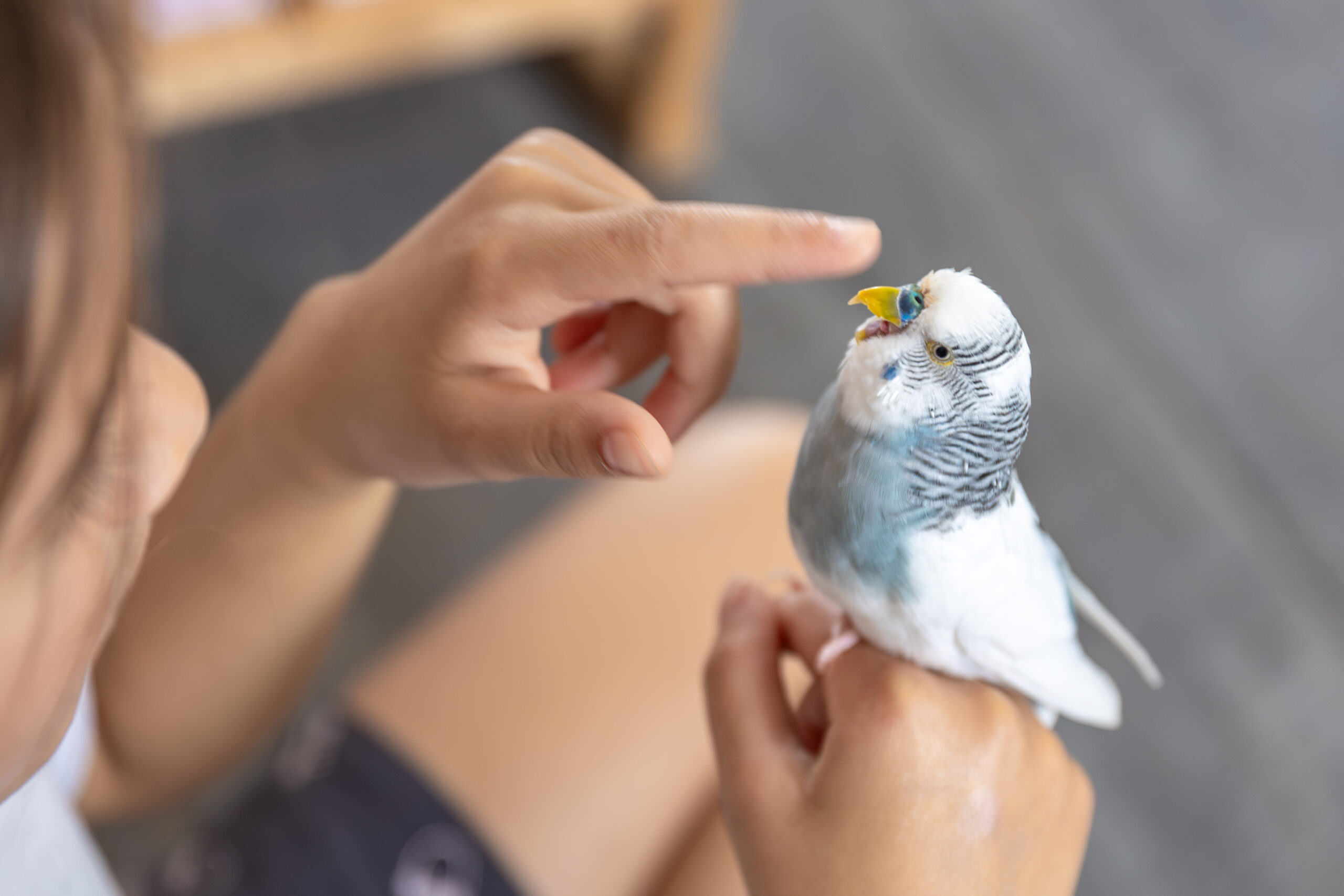 Budgie που κάθεται ήρεμα στο δάχτυλο ιδιοκτήτη