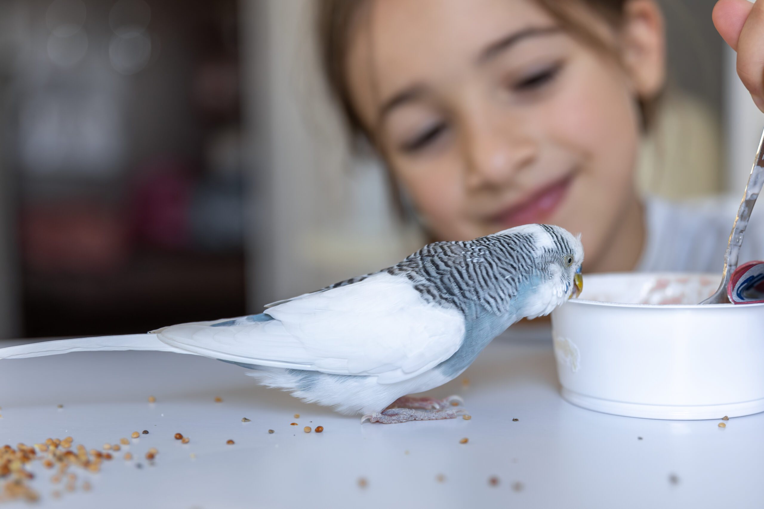 Budgie παπαγαλάκι που τρώει φρέσκα λαχανικά