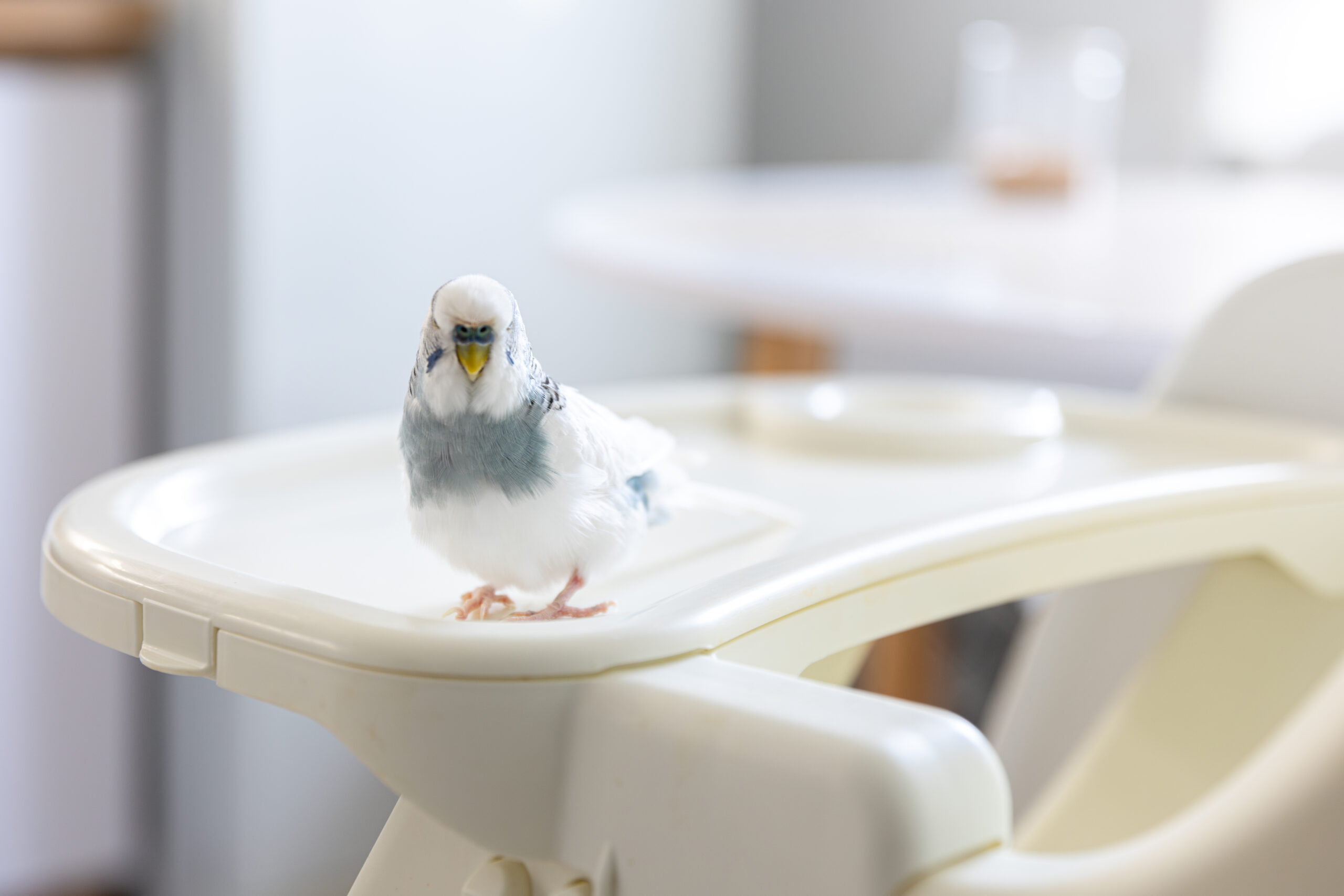 Budgie που κάθεται ελεύθερο έξω από το κλουβί του σε κλαδί