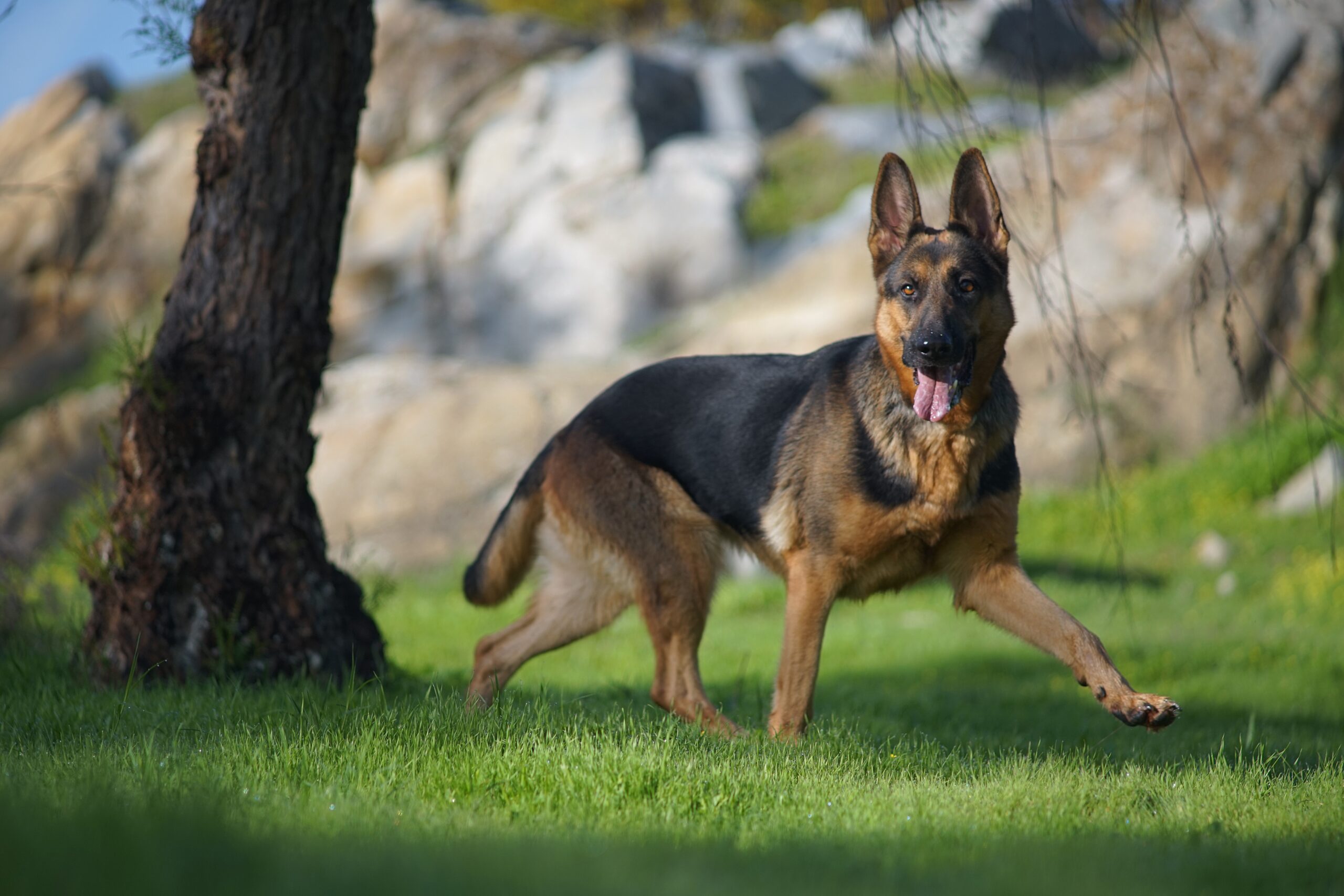 German Shepherd σε εξωτερική δραστηριότητα — τρέξιμο σε φυσικό περιβάλλον