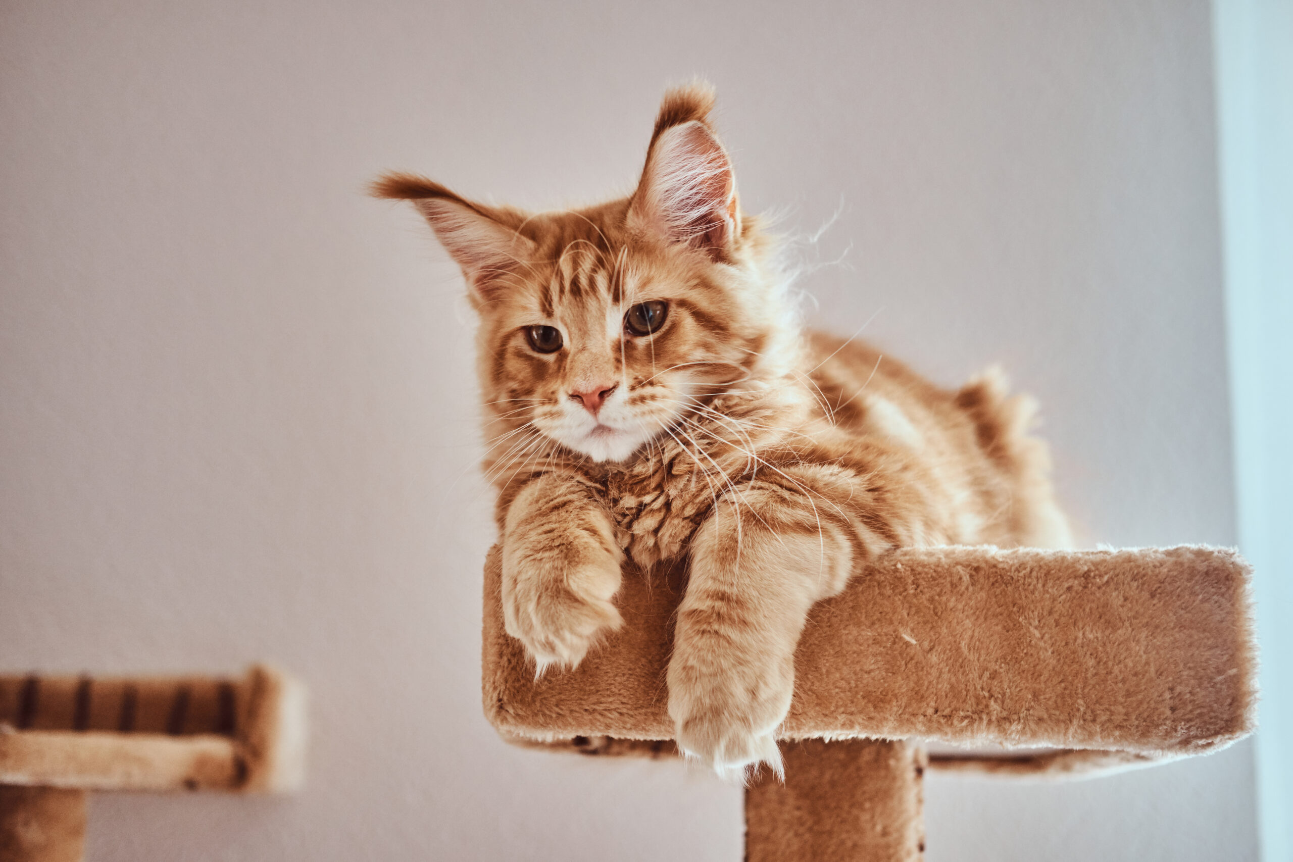 Γάτα σε cat tree — ψηλό καταφύγιο για ενήλικη γάτα