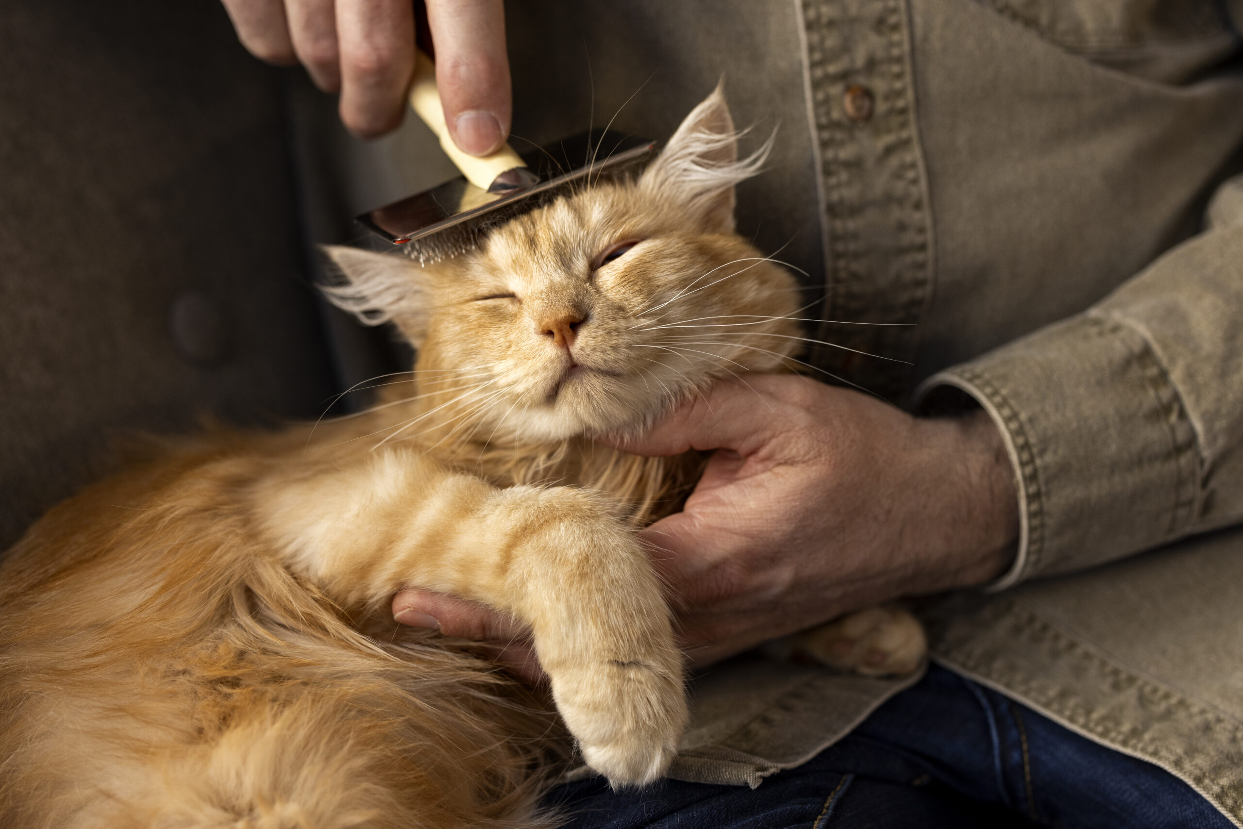 Γάτα σε grooming — χαλαρή και ήρεμη
