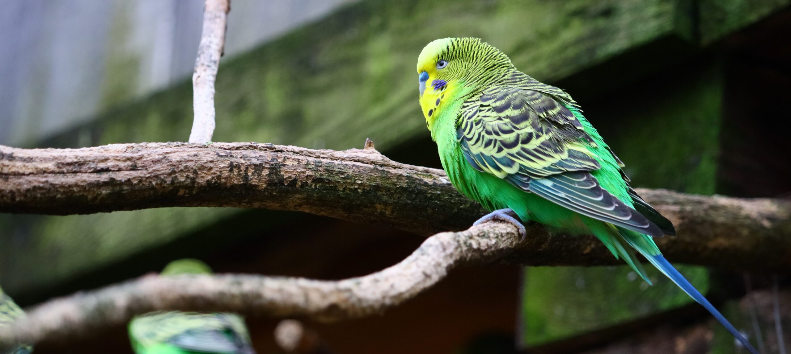 Budgie παπαγαλάκι σε φυσικό κλαδί