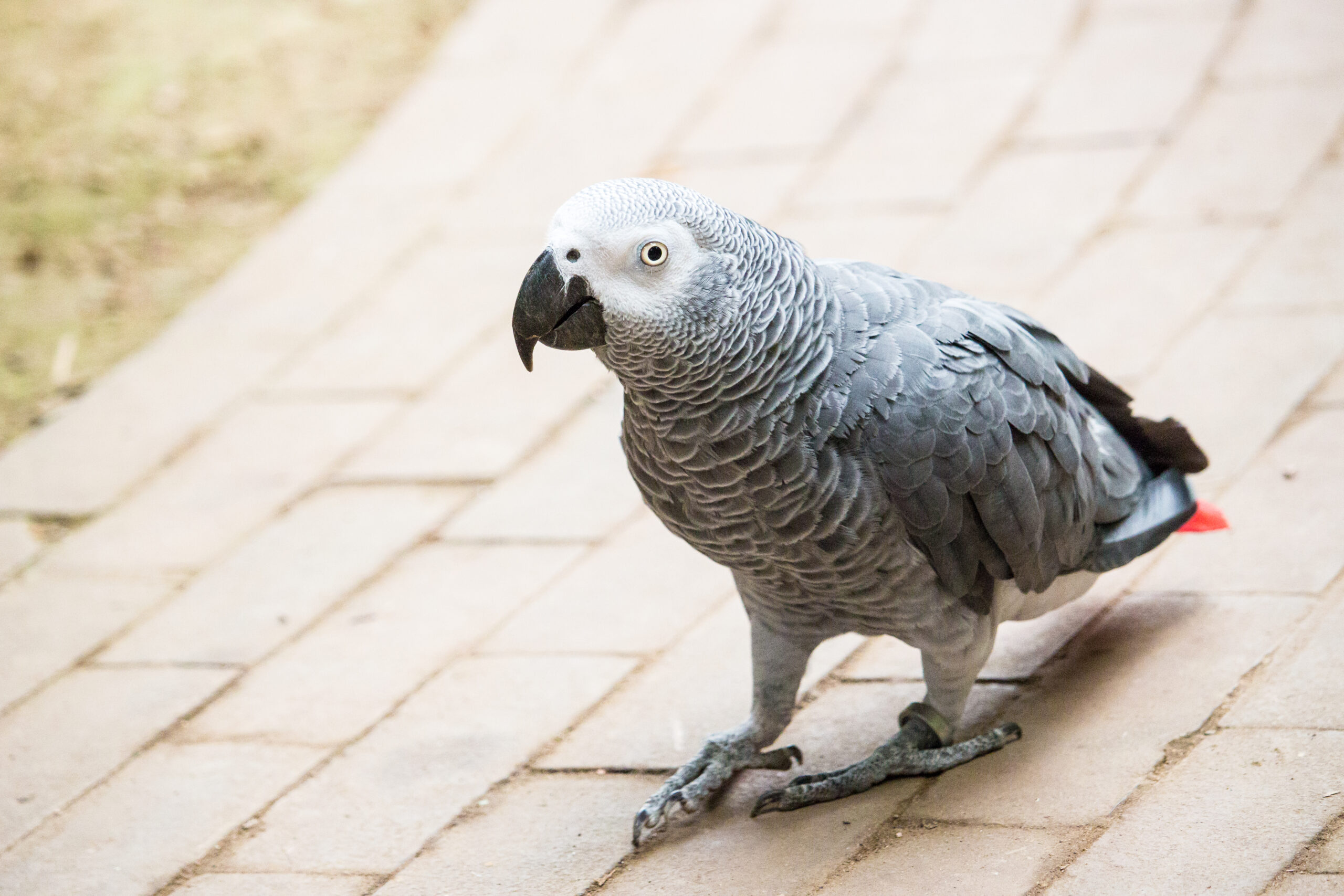 Αφρικανικός Γκρίζος (African Grey)