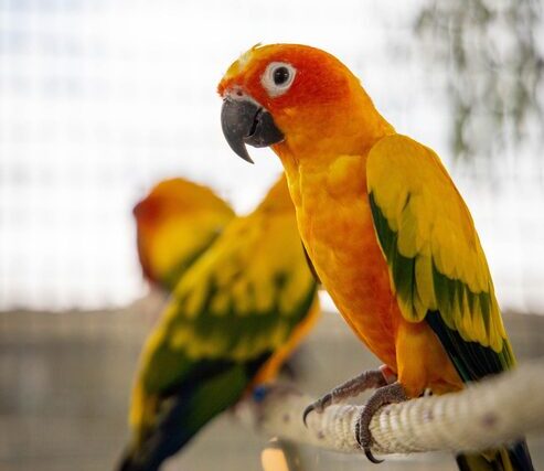 Κονούρος (Conure)